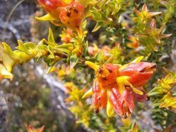 Penaea mucronata fruiting started